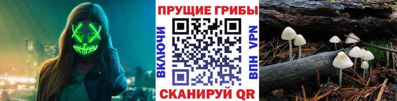 Псилоцибиновые грибы Cubensis  купить наркотик  Балтийск 